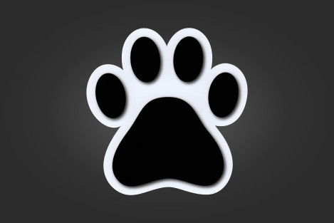 Kissantassu valkoisella pohjalla