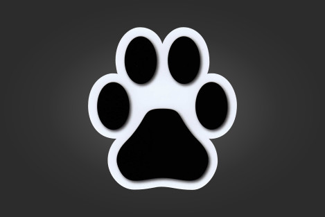 Koirantassu valkoisella pohjalla